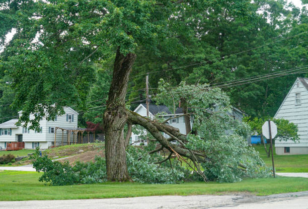 Best Tree Care Services  in Welcome, SC